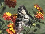 butterfly.JPG